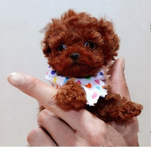 泰迪幼犬纯种贵宾比熊博美俊介宠物狗狗幼犬真狗茶杯犬小型杯子犬