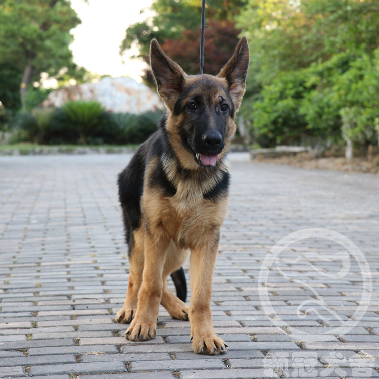 活体上海德国牧羊犬狗狗德牧幼犬纯种杜宾罗威狗狗