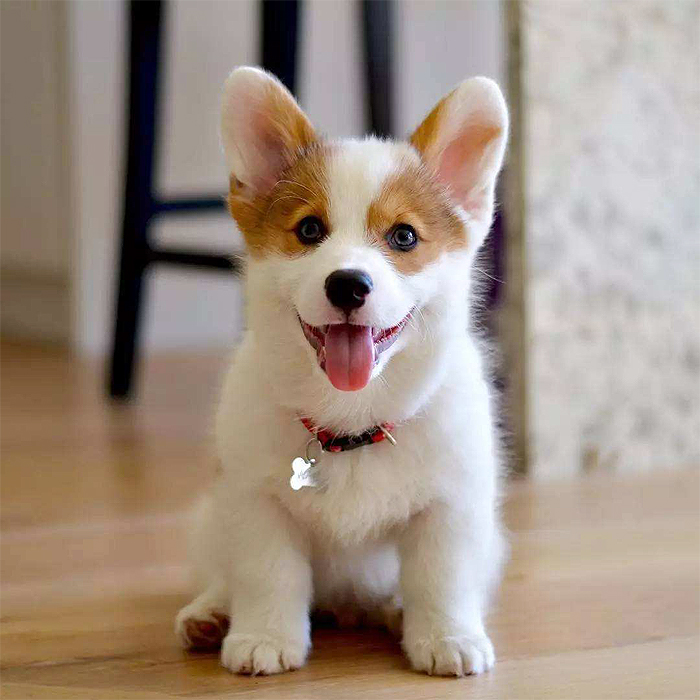 精品三色纯种宠物狗 威尔士柯基犬幼犬出售 适合家养小型犬狗狗