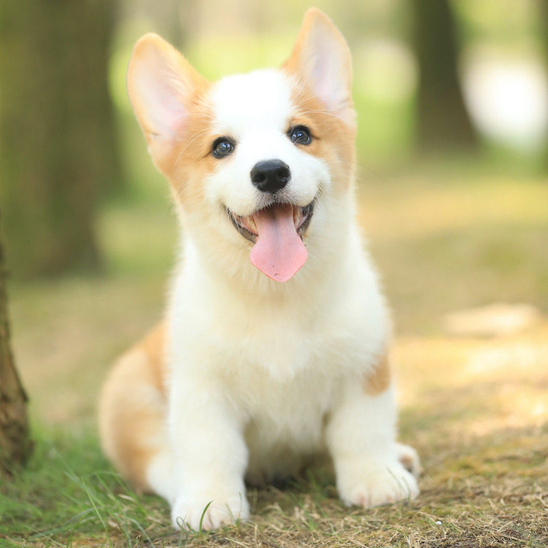 纯种三色柯基幼犬短腿短毛小型犬威尔士两色柯基活体宠物狗狗香港