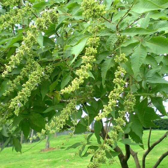 种子葶苈黄荆白芥子白种籽骨脂故脂补骨家庭园艺种子