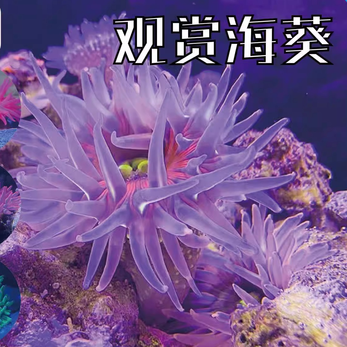 荧光海葵海缸纽扣珊瑚火山红海葵海星观赏海水鱼尼莫小丑鱼绿石葵