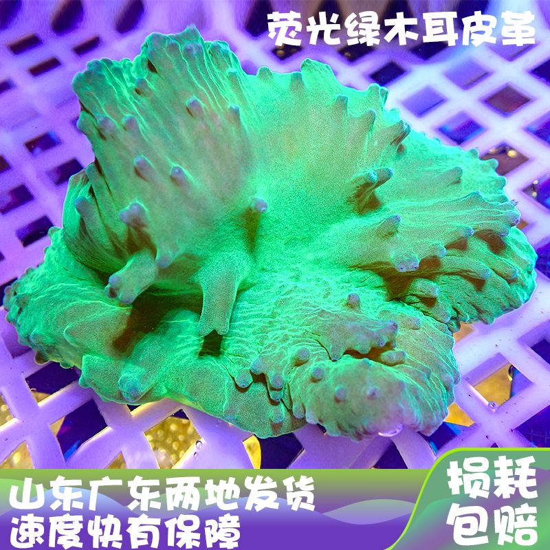 绿木耳皮革珊瑚生物海葵造景海草海星观赏软体珊瑚海缸海水珊瑚