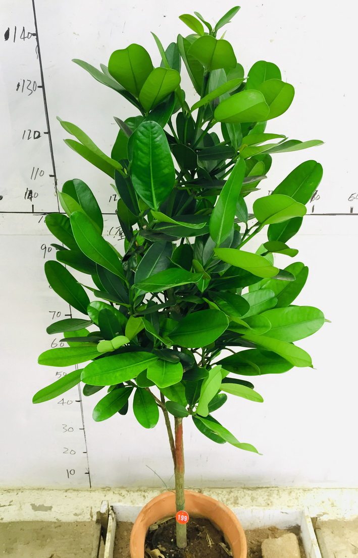 台湾福木盆栽室内阳台庭院名贵盆景盆栽大型绿植四季常青