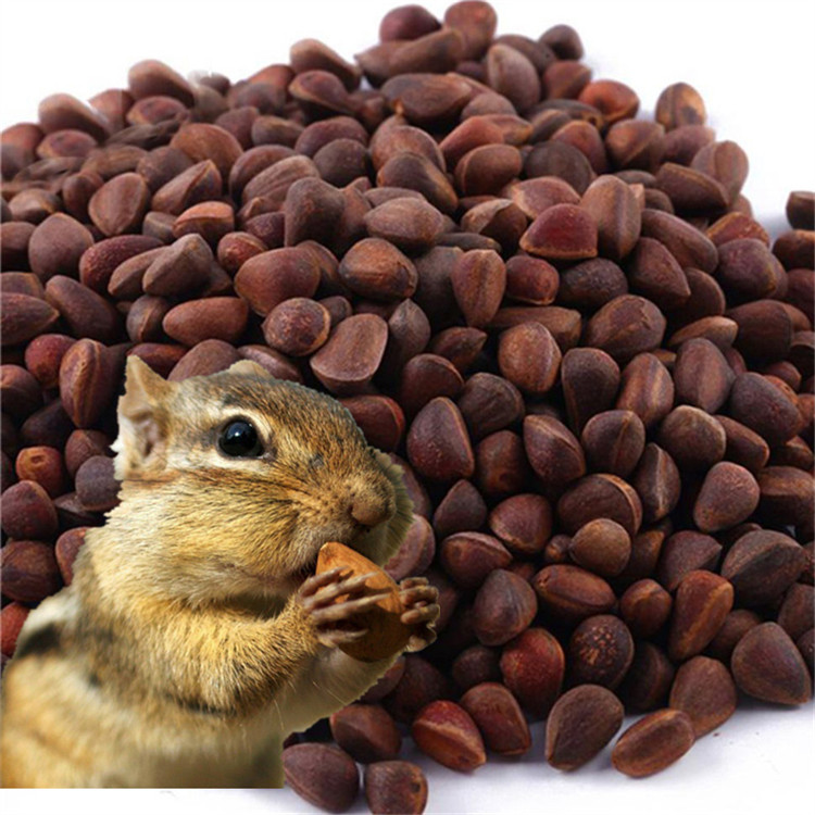 松塔松子松鼠食物松鼠粮食魔王飞鼠金花雪地花栗鼠口粮500克包邮_不