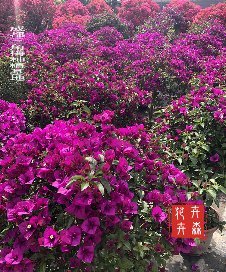 成都紫色三角梅盆栽花卉基地私家阳台花园种植四季开花藤蔓植物