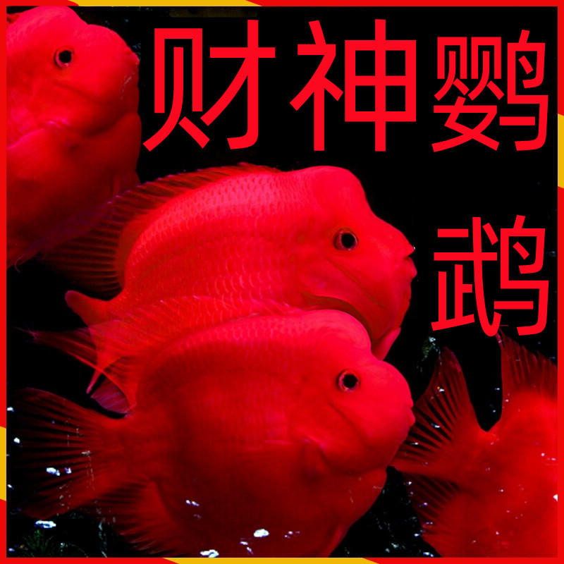 正宗起头红财神鱼金元宝鹦鹉鱼热带观赏鱼刚血鹦鹉活体鱼苗发财鱼