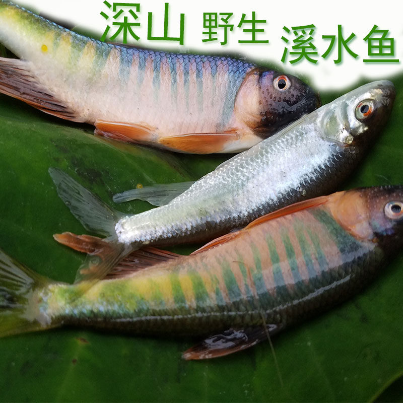 新鲜鱼水产桃花鱼马口鱼野生鱼鲜活淡水白条鱼刁子鱼野生溪水鱼花