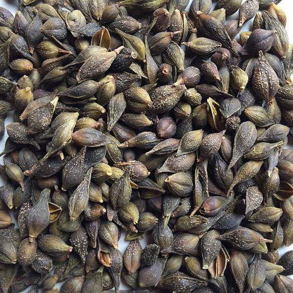 青翘2斤包邮连翘黄连翘落翘青连翘500g克60元中草药材