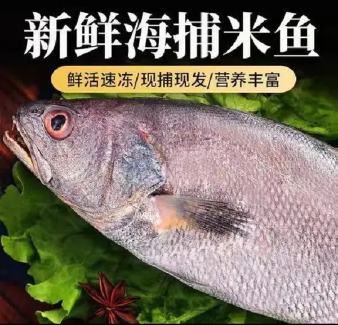 舟山海鱼新鲜米鱼鮸鱼海捕水产一斤一条款以上