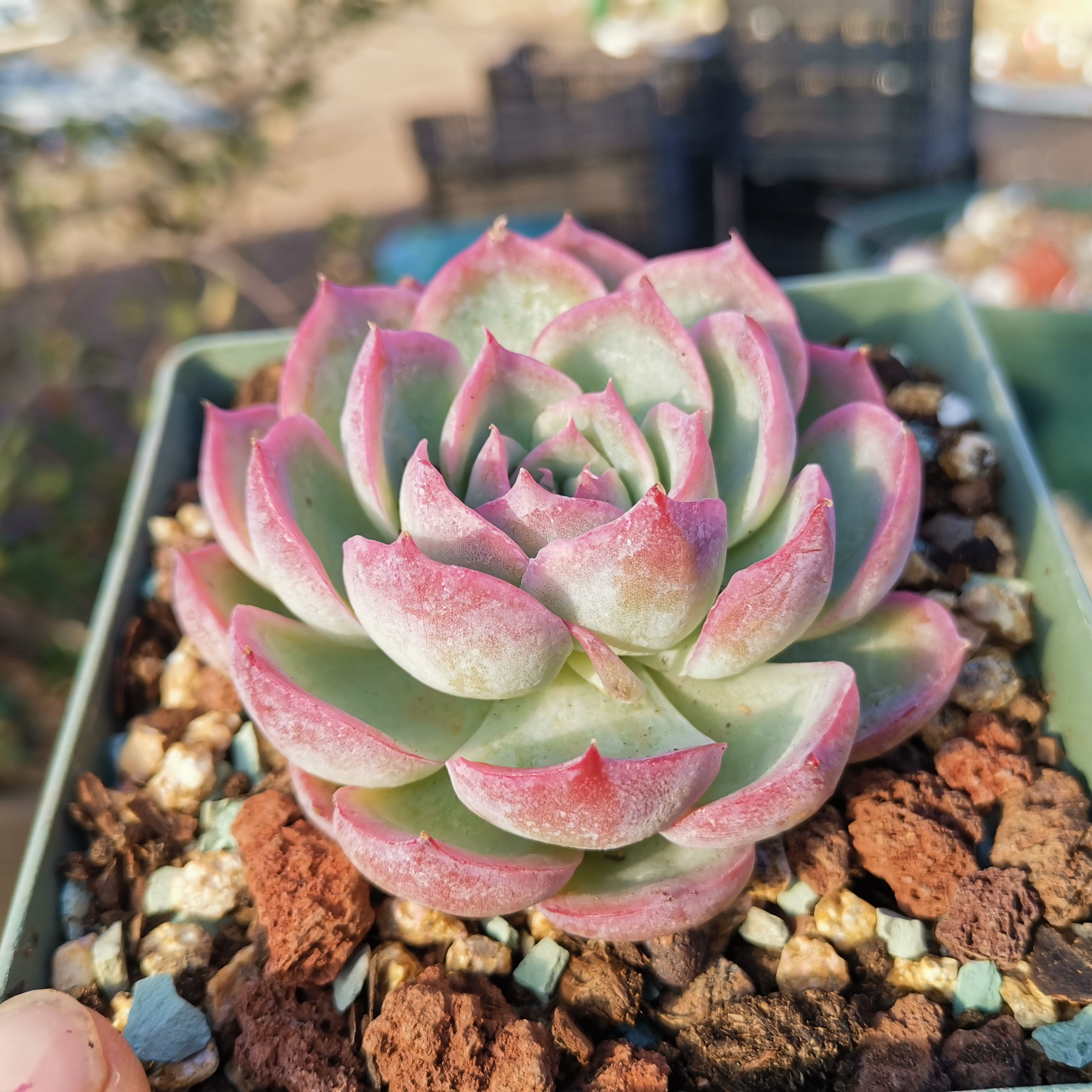 一折多肉植物侧影_信心花舍法兰西玫瑰水晶侧影多肉植物云南精品稀有