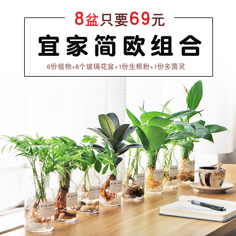 L水培绿萝白掌绿植盆栽趣味园艺组合室内绿植8个一套