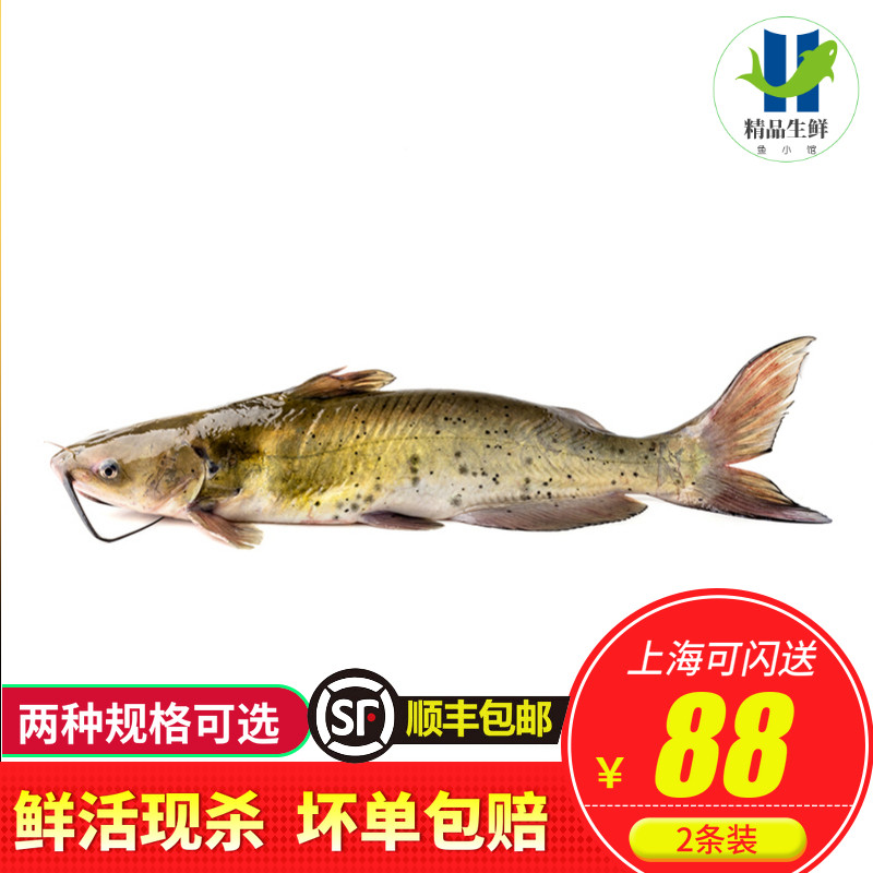 清江鱼江团鮰鱼开背烤鱼鲜活斑点叉尾白回长吻鮠送礼品年夜饭