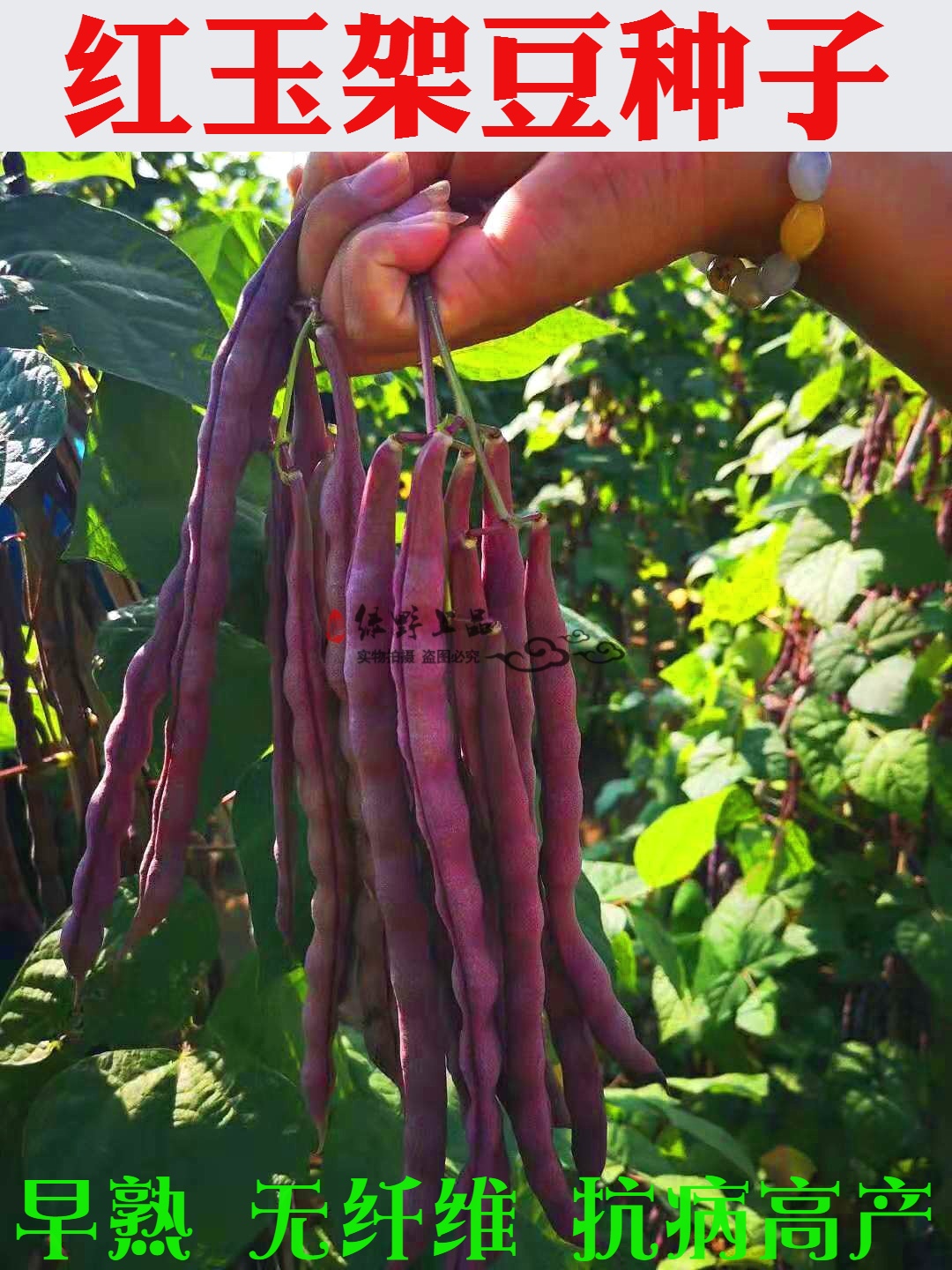 绿野上品|紫红色豆角种子 红玉架豆 四季豆芸豆种籽大紫袍九粒红