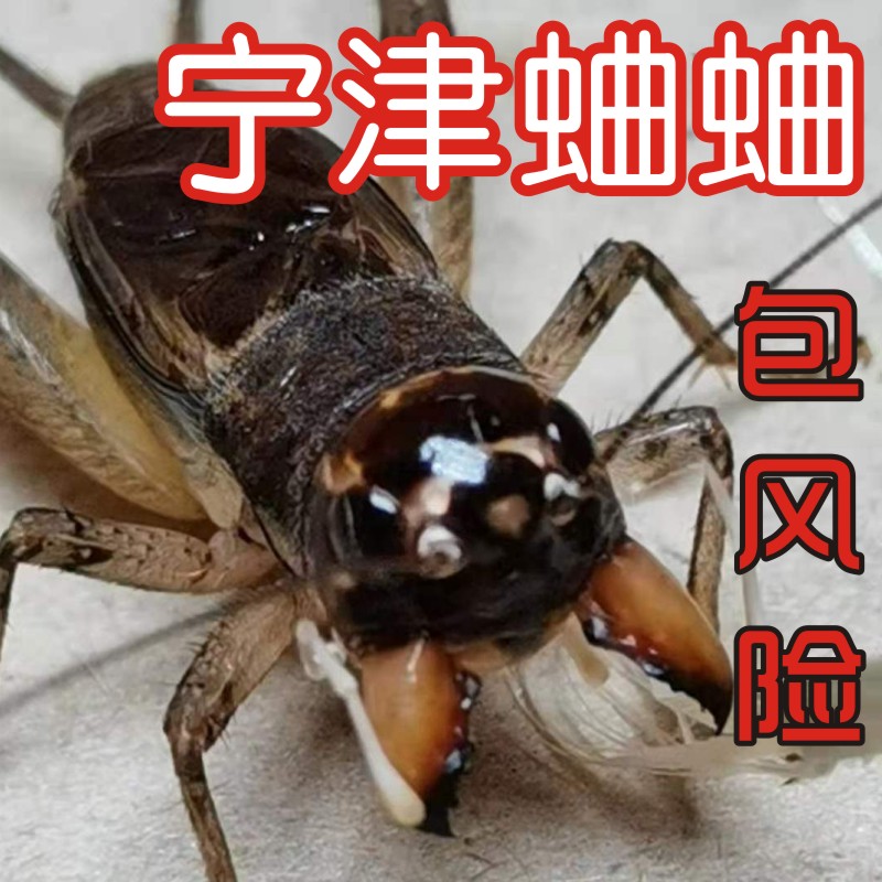 山东野生活体斗蟋蟀死亡包赔蛐蛐