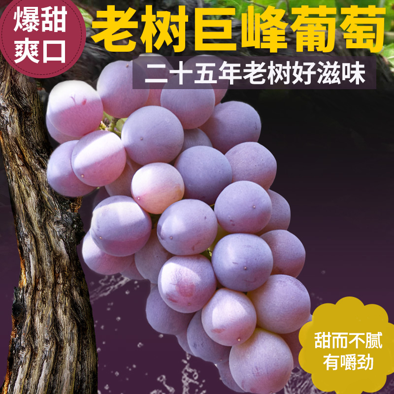 茶艺轩精品老树浦江巨峰葡萄新鲜当季孕妇水果包邮甜巨丰浙江马陆|ruв категории водной мясо/свежие фрукты и овощи/еда, свежие фрукты, виноград/виноград - от Buy2taobao.com для оказания профессиональной услуги покупки агента Taobao