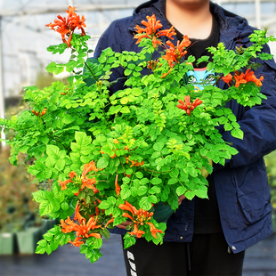 凌霄花苗爬藤植物庭院带花凌宵花四季攀爬盆栽植物花卉浓香炮仗花