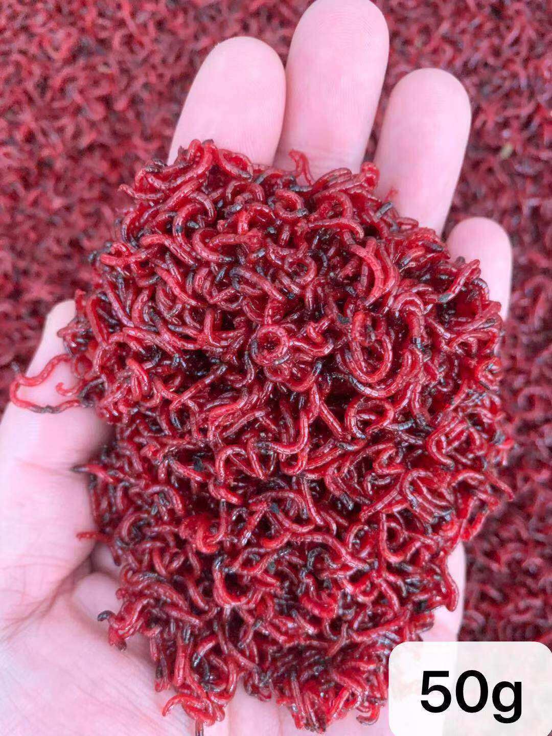 红虫活体_红虫活饵特大公虫新鲜鲫鱼饵料野钓鲜活鱼饵顺丰包邮拉饵