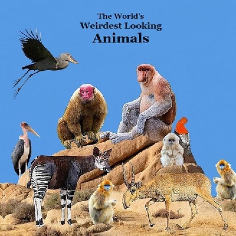 【4周达】Weirdest Looking Animals in the World Kids Book: Great Way for kids to Meet the World's Weir... [9781960612786]