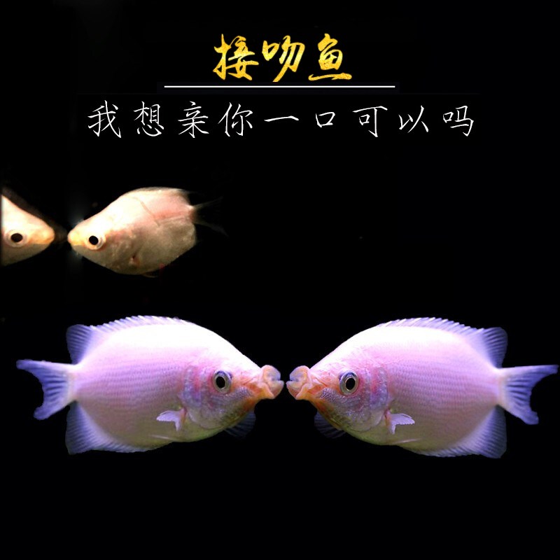 66月销0件亲嘴鱼活鱼接吻鱼亲吻鱼自养桃花鱼23.