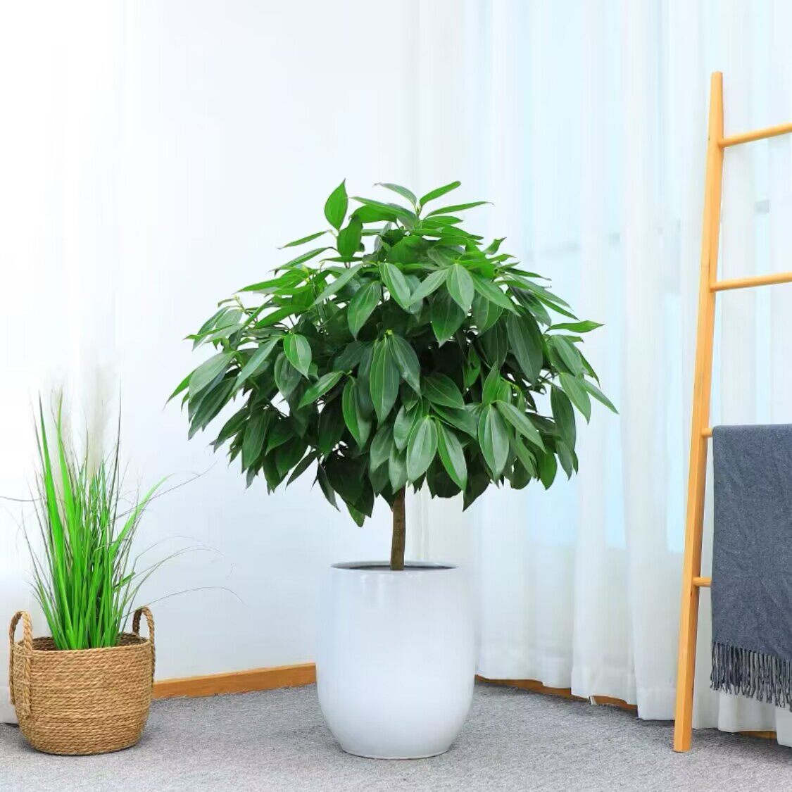 肉桂树盆栽养护方法