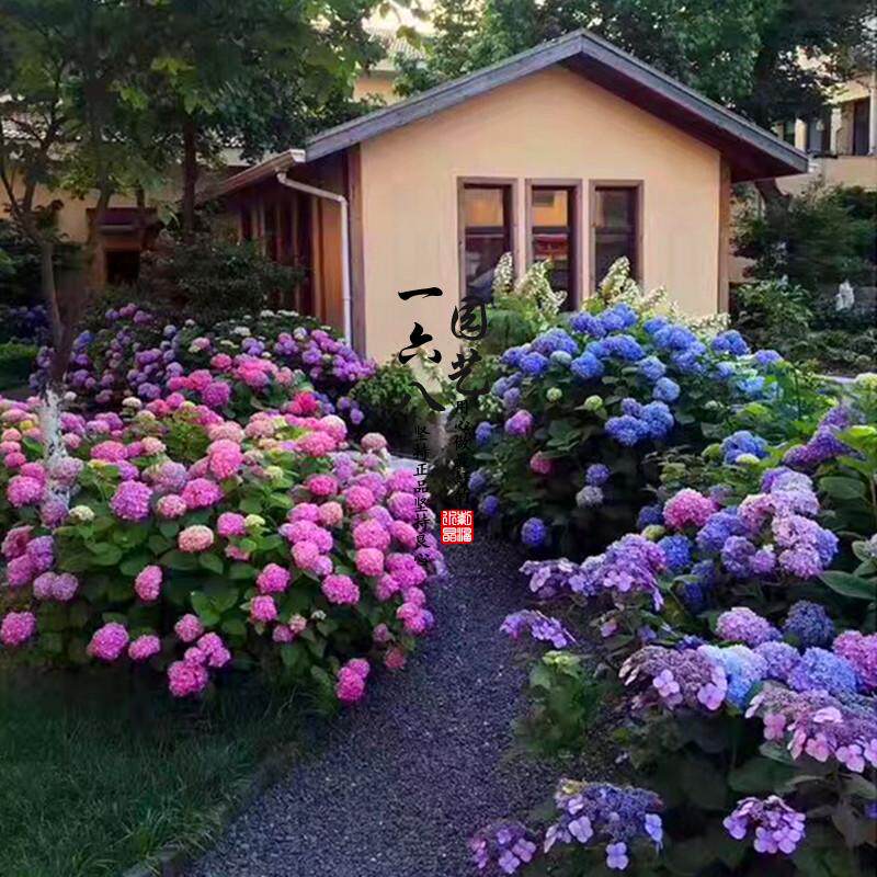 进口绣球花无尽夏大花绣球花阳台庭院绿植耐阴植物一六八园艺