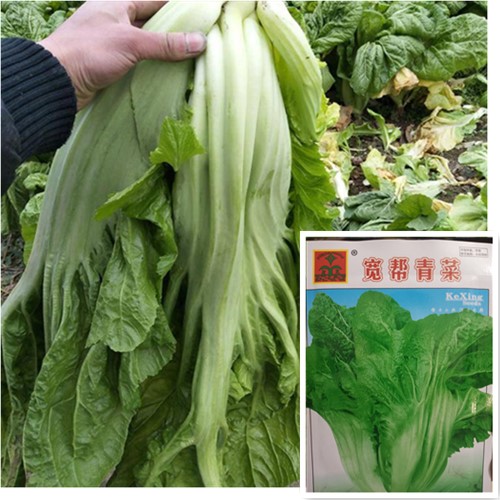 【四川泡菜宽帮青菜种子】大叶宽梗中熟秋播耐寒芥菜籽大菜腌制菜