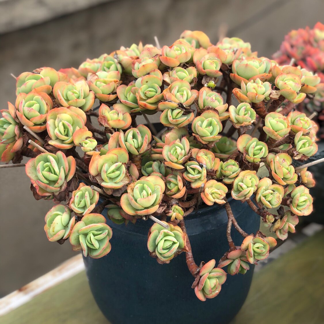 碧桃/桃花石老桩群生多头多肉植物大颗爆盆阳台肉肉巨型好养包邮