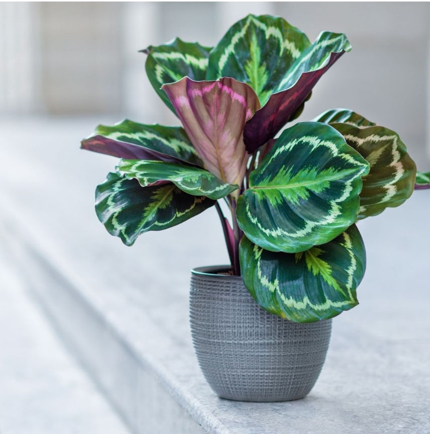 彩虹竹芋盆栽室内办公桌面好养耐阴绿植净化空气四季常青观叶植物