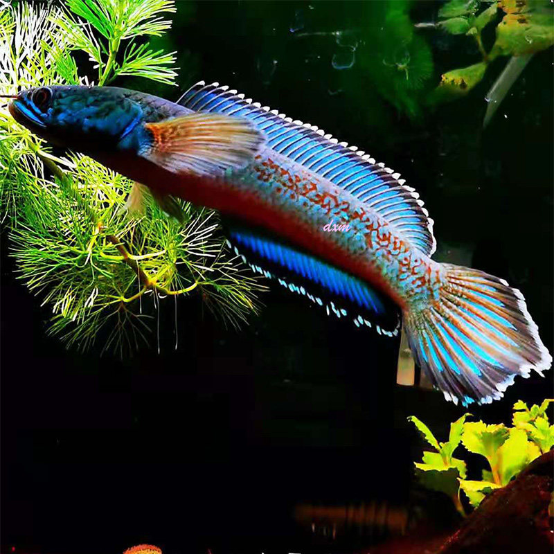 金尘雷龙鱼 梅豹雷龙 红魔萨克 鳢科 热带鱼观赏鱼凶猛鱼淡水好养