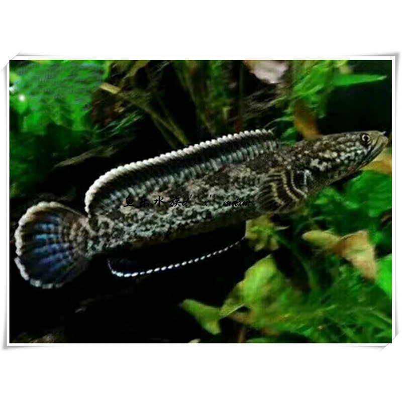 钴蓝雷龙稀有雷龙鱼蛇头鱼 鳢 亚热带鱼观赏鱼淡水鱼中大型凶猛鱼