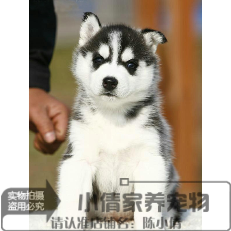 哈士奇犬赛级