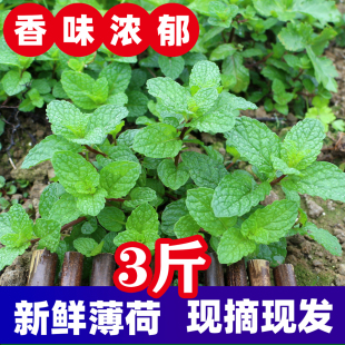 贵州本地农家种植狗肉香薄荷叶留兰香应季新鲜蔬菜鱼香菜火锅蘸吃