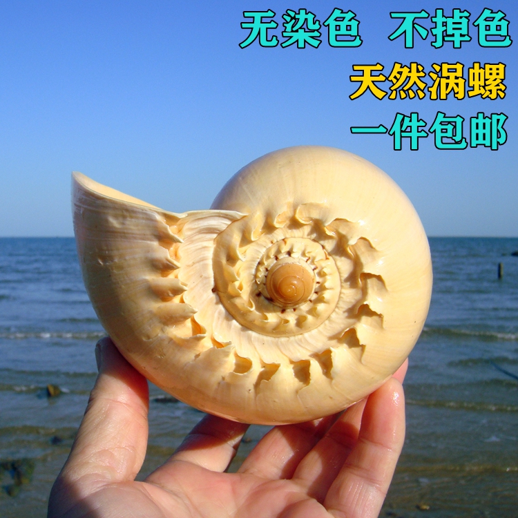 一折海螺贝壳果盘