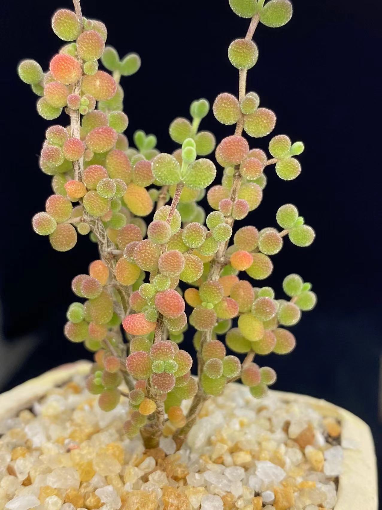 糖球枝干米粒枝干番杏非糖球冰晶红叶一物一拍不退不换