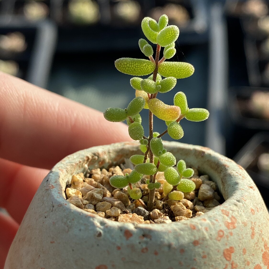 米粒枝干番杏非糖球非冰晶钻石枝干汉盆栽好办公桌阳台趣味