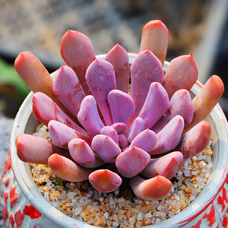 一折丘比特多肉_丘比特爱神 多肉植物/大颗红色多肉 爱心形状盆栽阳台