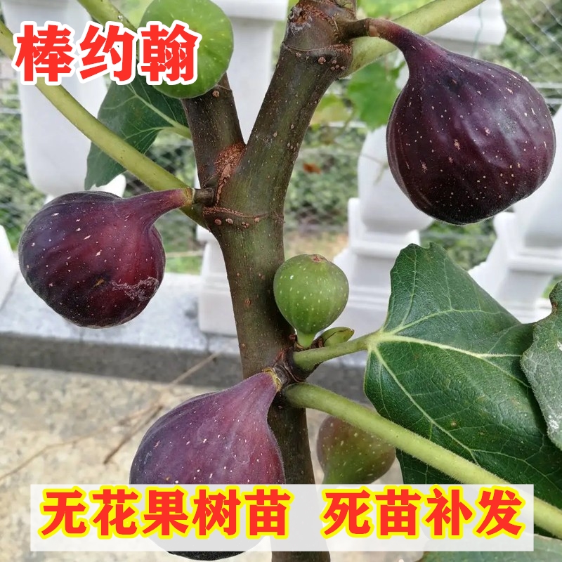 棒约翰无花果树苗紫色糖心无花果苗南方北方种植盆栽地栽当年结果