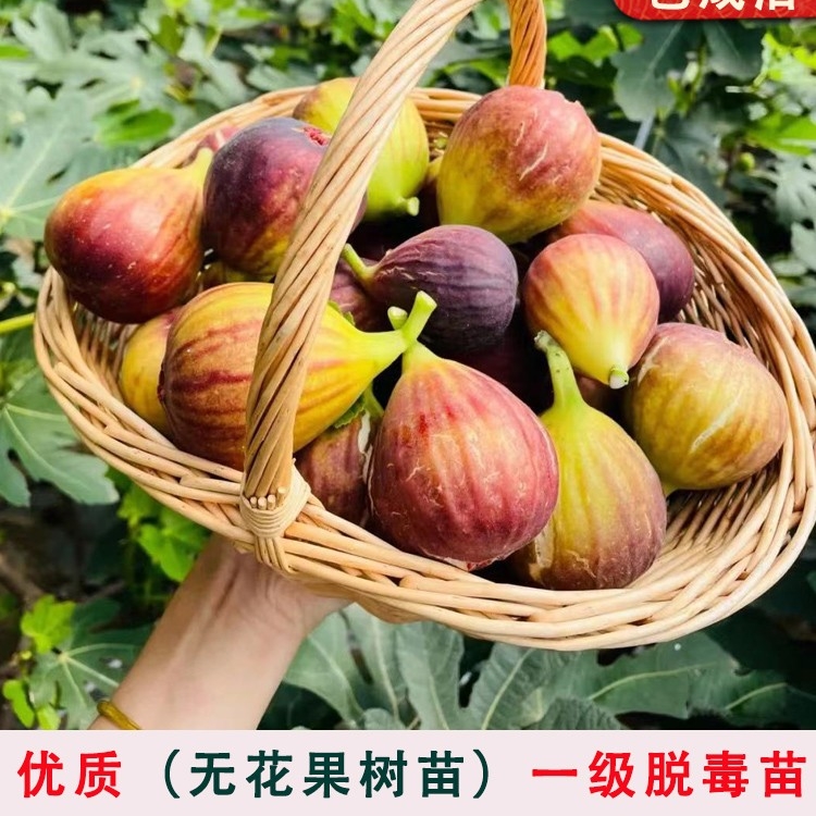 无花果树苗特大波姬红无花果苗南方北方四季种植盆栽地栽当年结果