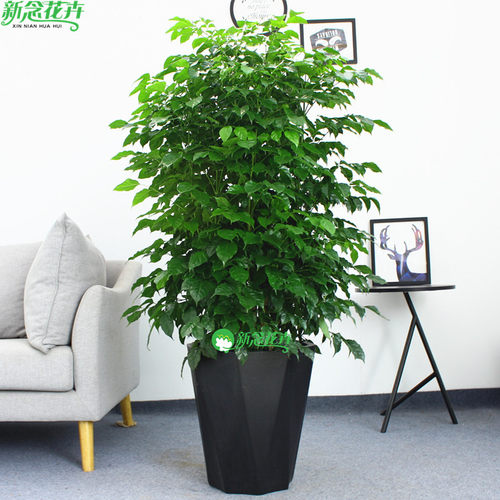 新念 多头绿宝幸福树盆栽室内植物办公室客厅大型绿植盆景开业_8折