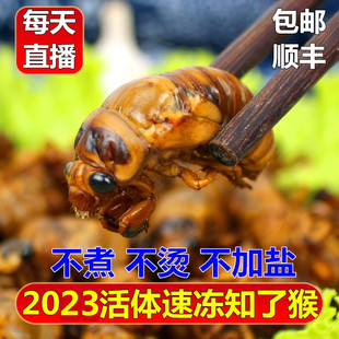 2023年知了猴新鲜活体金蝉冷冻结了龟爬叉猴非即食蚕蝉蛹顺丰包邮
