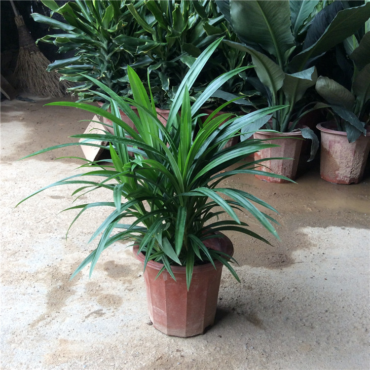 香蘭盆栽苗 香蘭葉苗 香蘭花苗 七葉蘭苗 斑蘭葉苗 香林投苗 地栽在類目 鮮花速遞/花卉仿真/綠植園藝, 花卉/綠植盆栽(新), 綠植中 - 來自Buy2taobao.com提供專業的淘寶代購服務