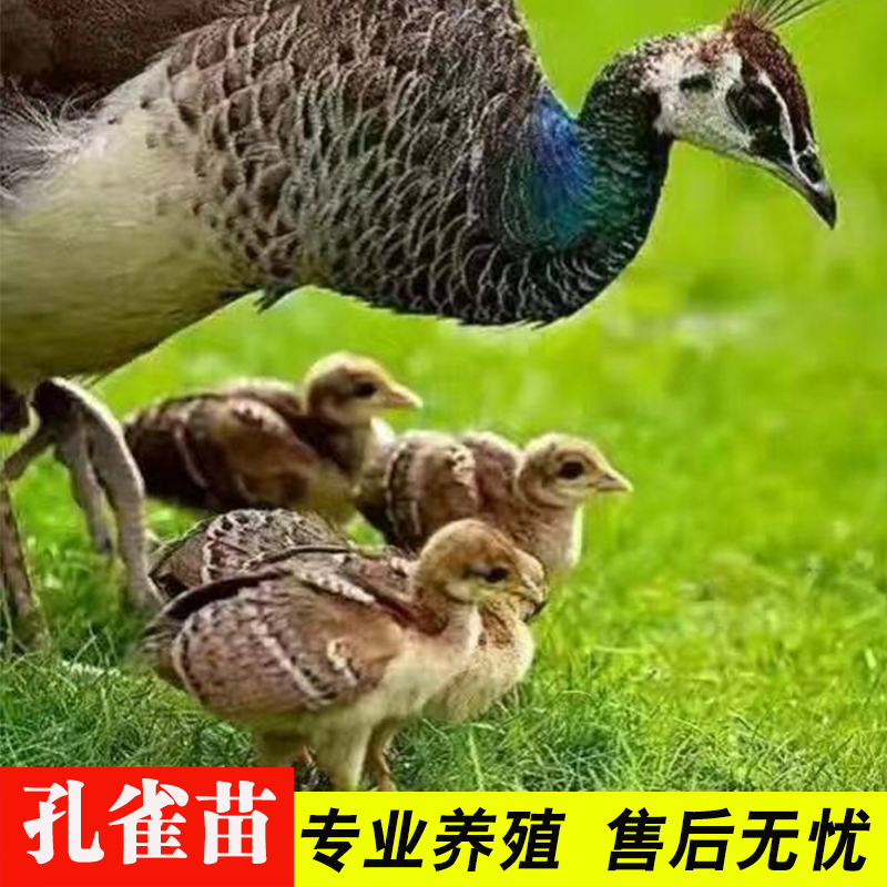 孔雀幼苗怎样鉴别公母图片