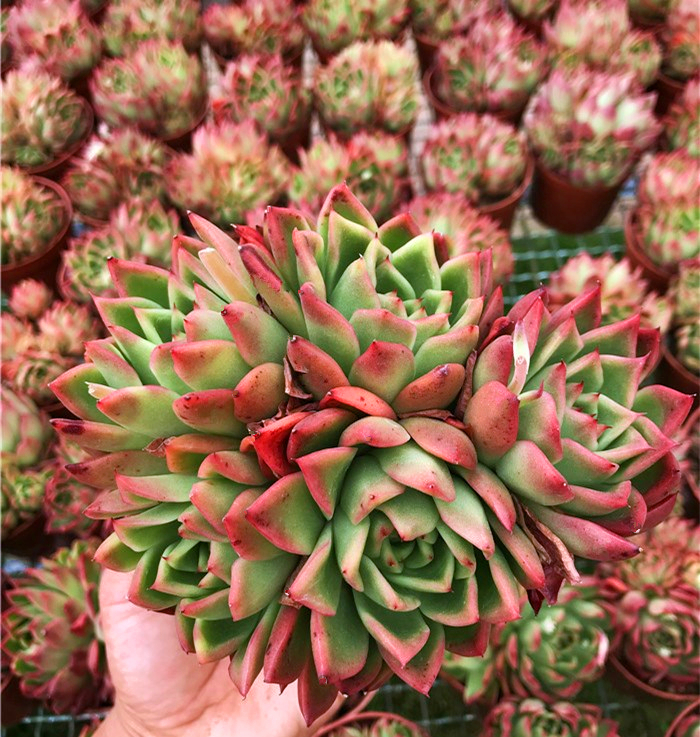 多肉植物大株 红东云 红蜡东云 冬云 老桩群生多肉植物 进口多肉