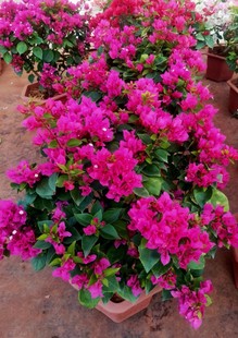 三角梅盆栽带花发货四季开花老桩爬藤重瓣室内阳台花卉好养活植物