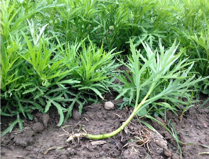 菜苗野生柳蒿种苗野菜黎蒿苗蔬菜绿植