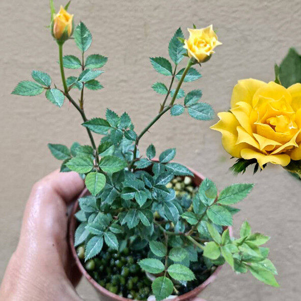 黄金雅月季黄金姬微型月季迷你金黄色盆栽四季开花对版姬乙女玫瑰