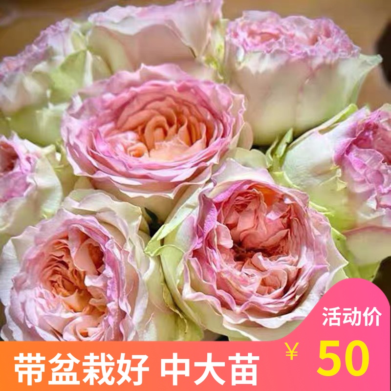 维特园艺的优惠券大全—超新品月季 蝴蝶公主 爆款灌木月季抗病盆栽