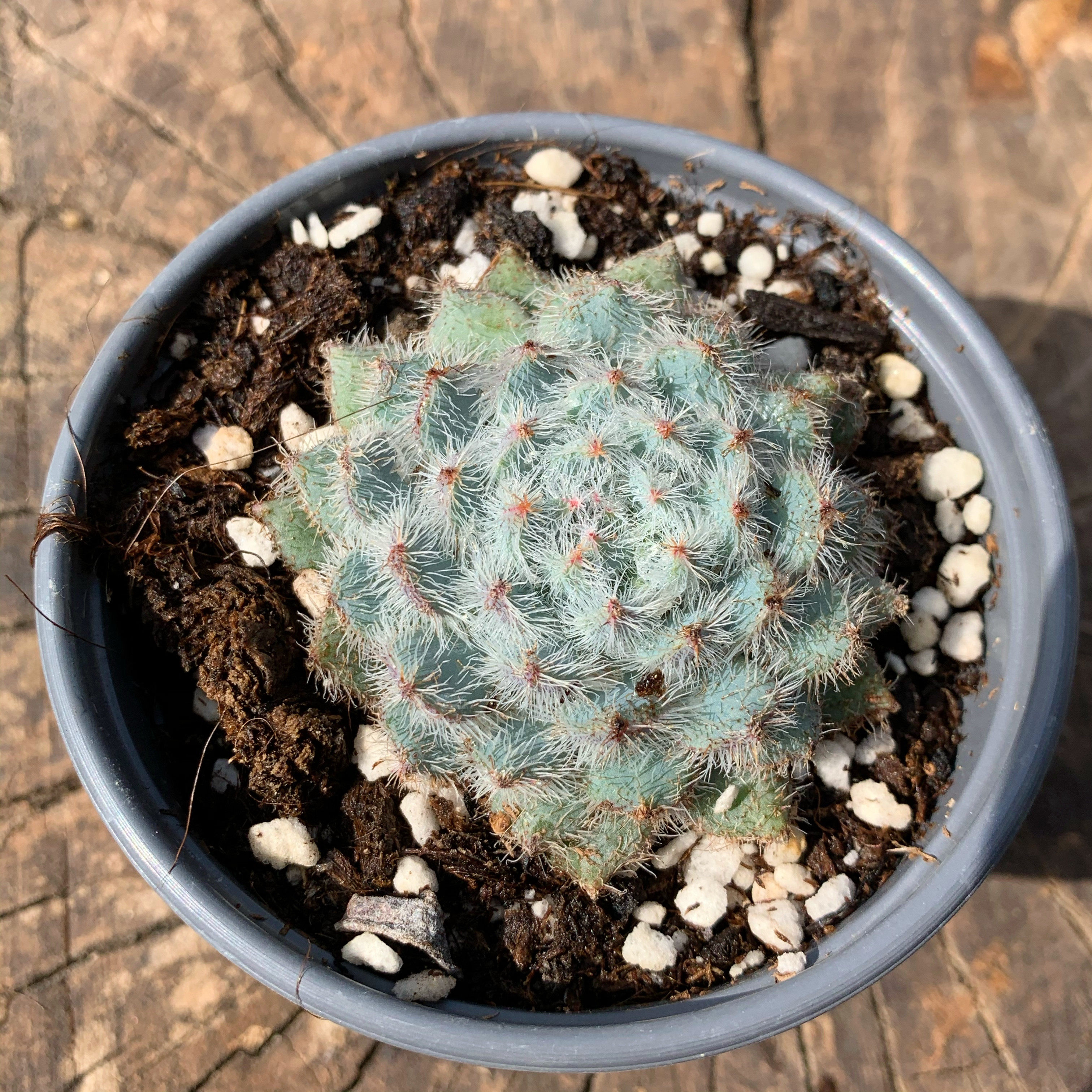 丹青花坊清渚莲多毛毛多肉植物45cm多肉植物