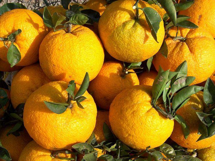 玉环特产玉环广柑,温岭高橙10斤(10个至15个左右)江浙沪皖包邮